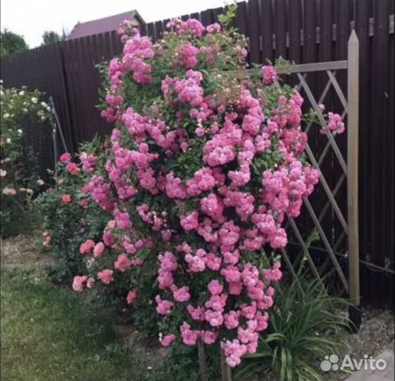 Роза бэнкса