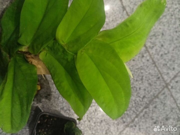 Рафидофоры