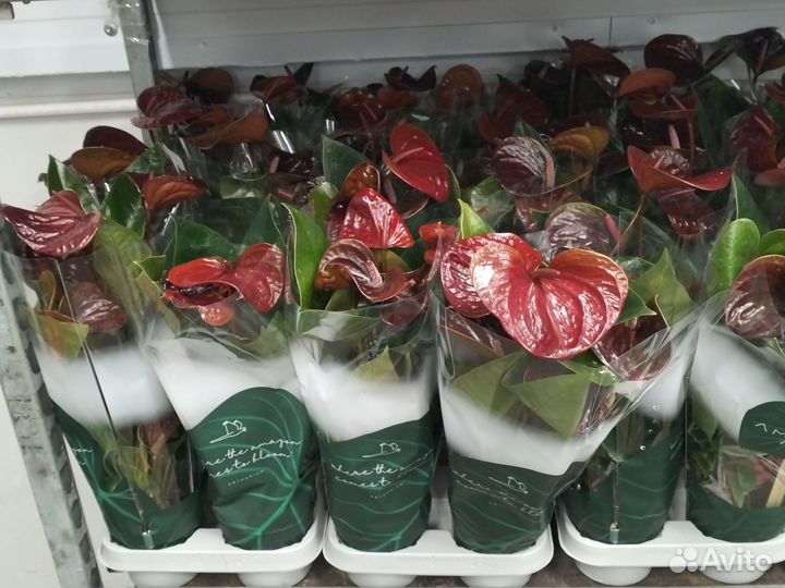 Антуриум разные сорта