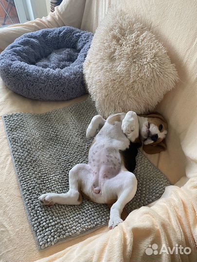 Щенок бигль