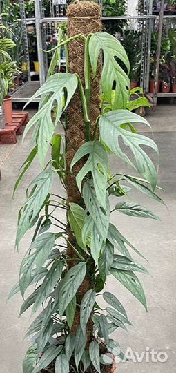 Сцендапсус. Эпипремнум разные сорта