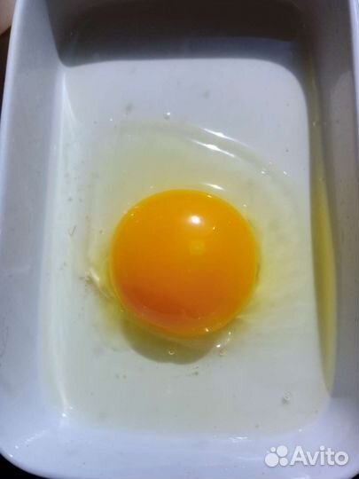 Домашнее куриное яйцо