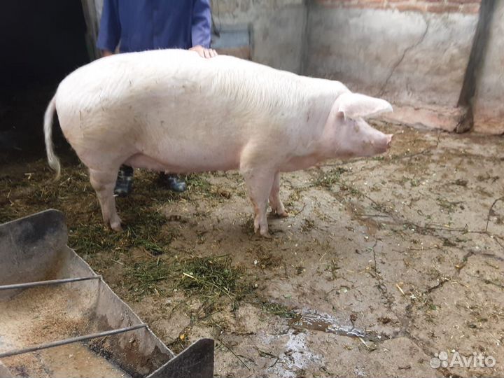 Свиноматка