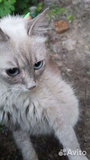 Кошка в дар бесплатно