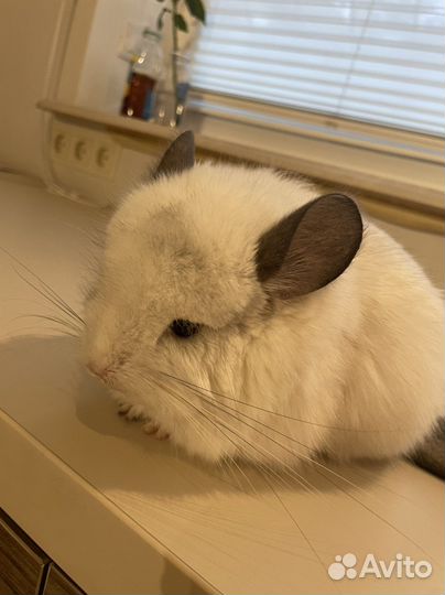 Шиншилла вязка