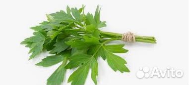 Рассада Любистока, Сельдерея листового.Многолетник