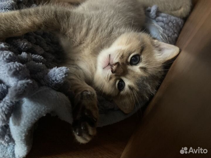 Чистокровные абиссинские котята