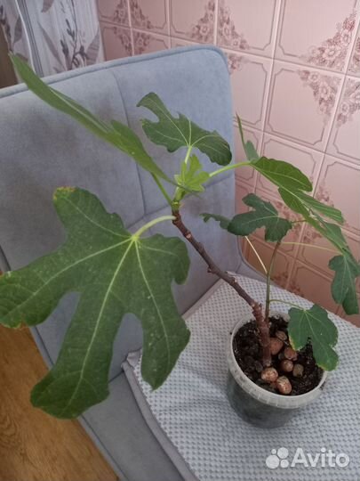 Саженцы инжира