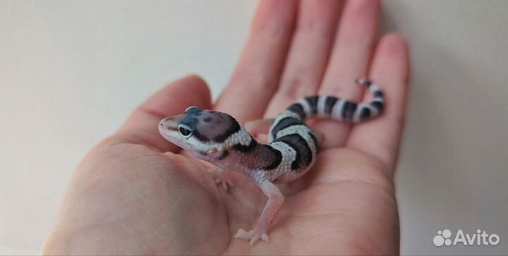 Леопардовый геккон (эублефар) - детеныш
