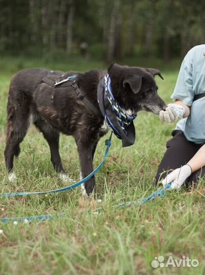 Собачка в приюте все еще надеется найти хозяев
