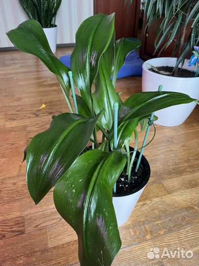 Эухарис амазонская лилия