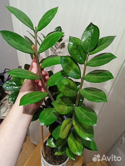 Монстера, Замиокулькас