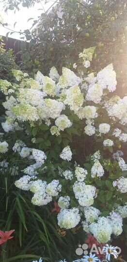 Услуги садовника