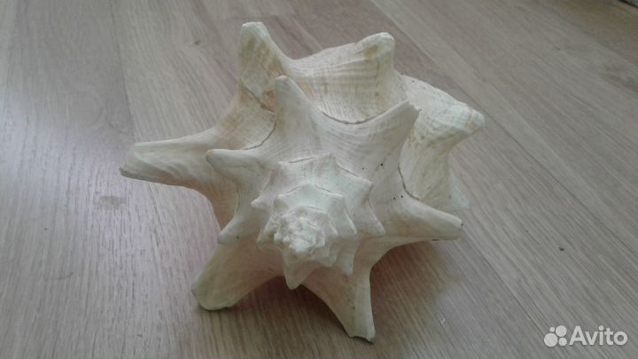 Раковины из Таиланда большие +