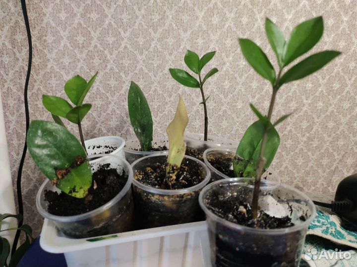 Замиокулькас