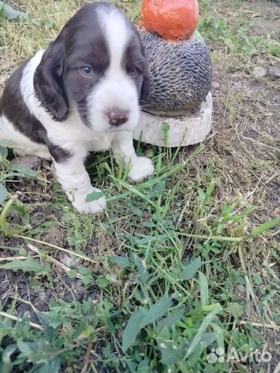 Щенок спаниеля