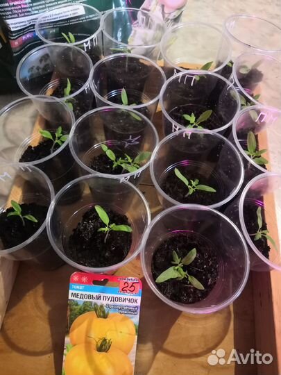 Рассада помидор