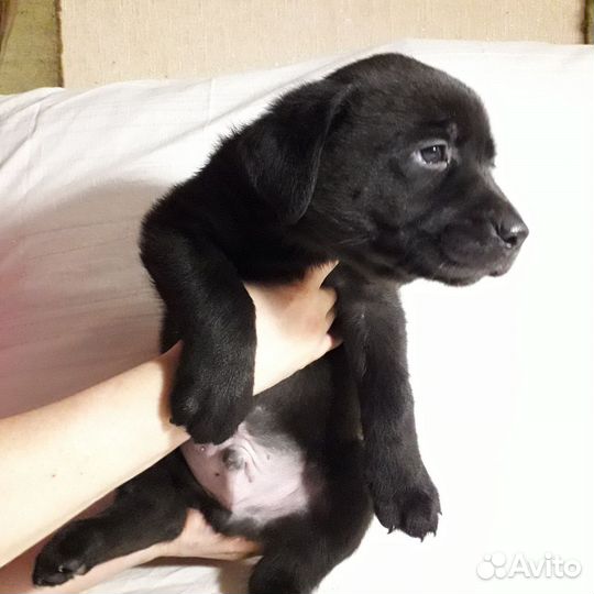 Щенки лабрадора