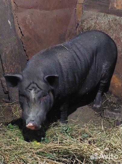 Вьетнамские вислобрюхие поросята