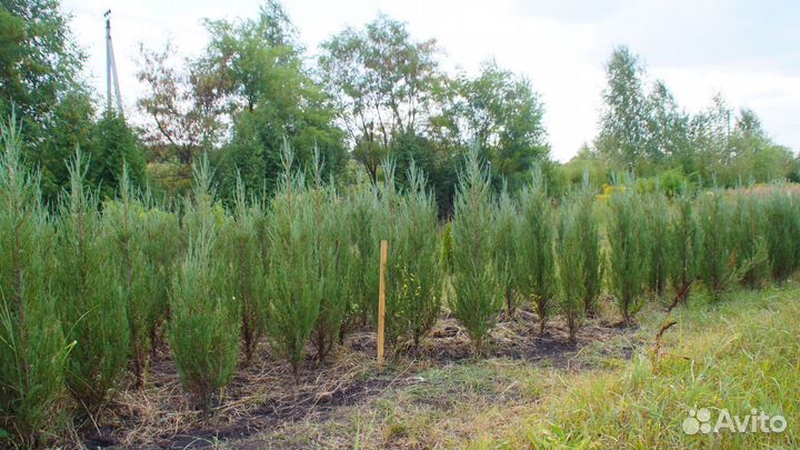 Можжевельник скальный Блю Эрроу