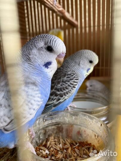 Выставочные волнистые попугаи (ввп, Чехи)