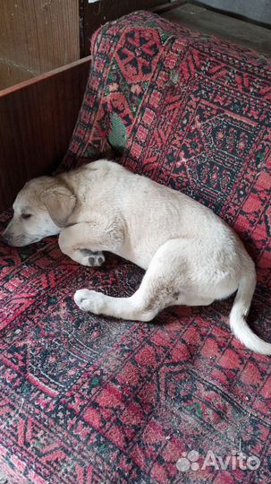 Дворянских кровей