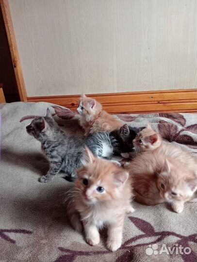 Котята отдам даром, девочки, мальчики
