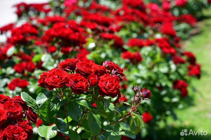Саженцы Роз