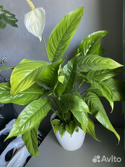 Спатифиллум (женское счастье)