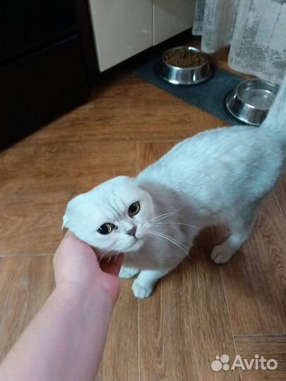 Отдам кота в добрые руки