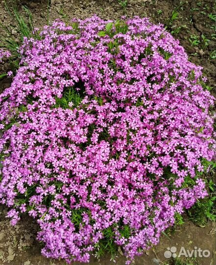 Флокс шиловидный