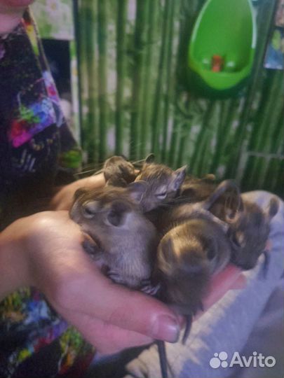 Чилийская белка дегу