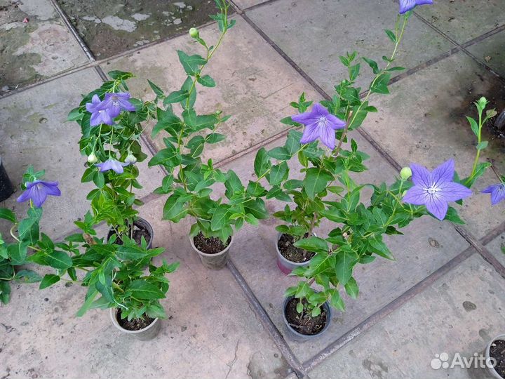 Платикодон