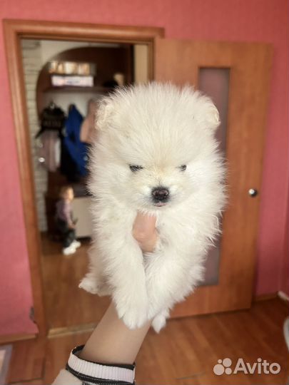Щенки шпица