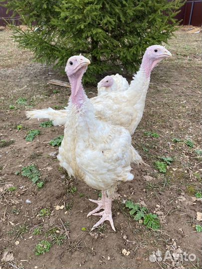 Индюшата Хайбрид Конвектор Канада