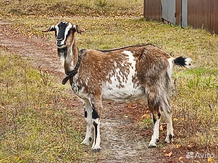 Продается коза
