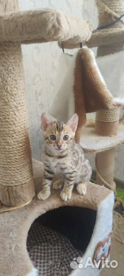 Бенгальские котята
