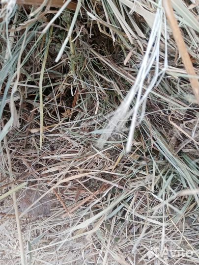 Сено, солома