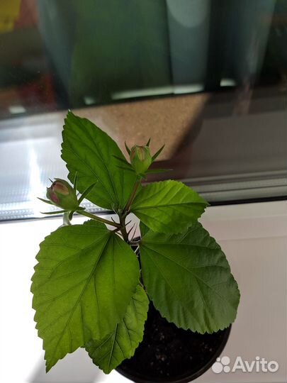 Гибискус китайская роза