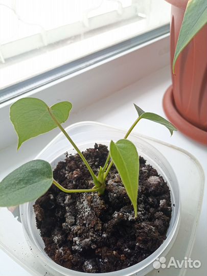 Комнатные цветы антуриум