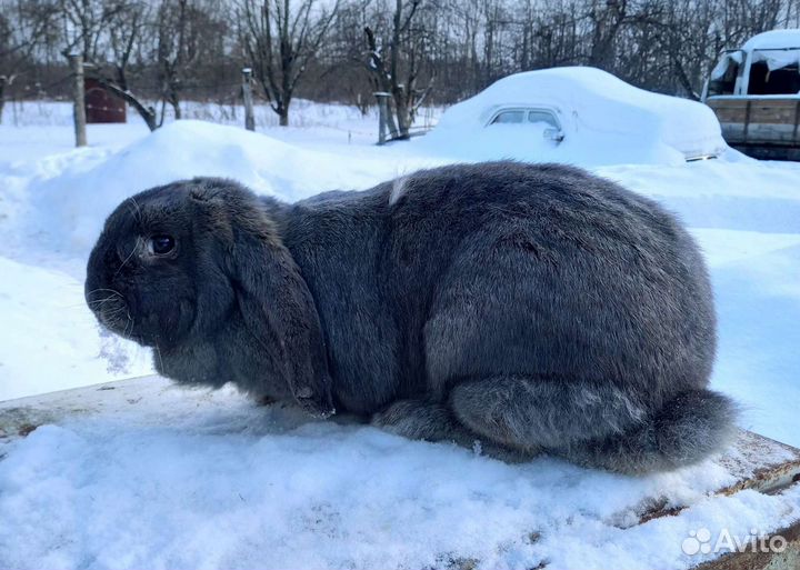 Кролики продажа