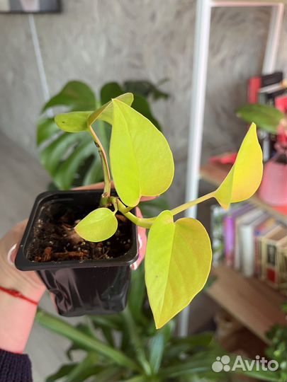 Сциндапсус неон