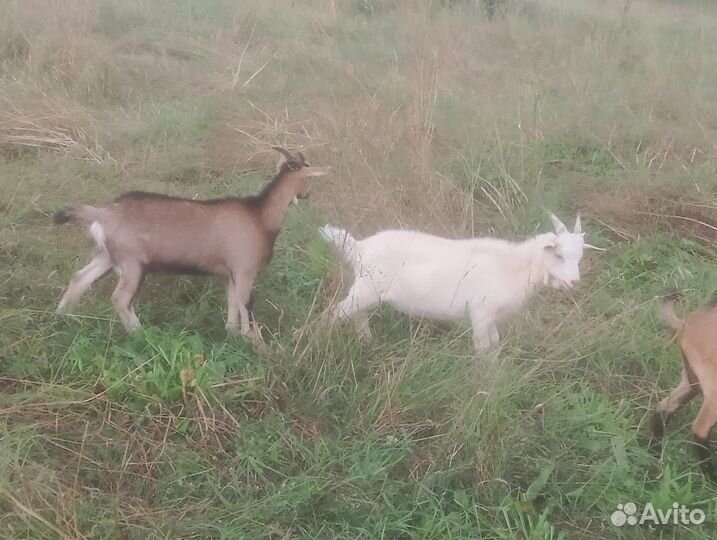 Чешские козлята