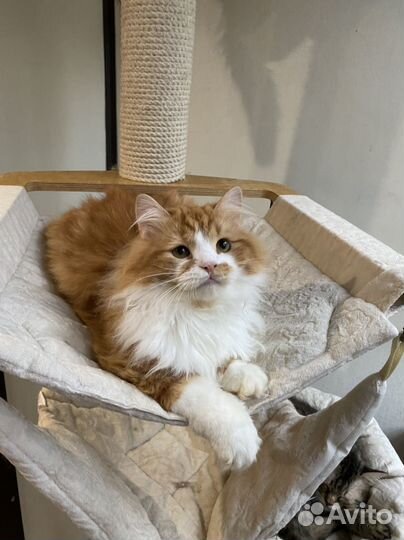 Сибирский котик