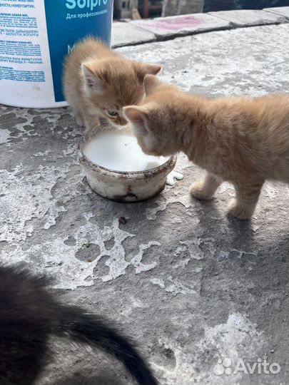 Котятки в добрые руки