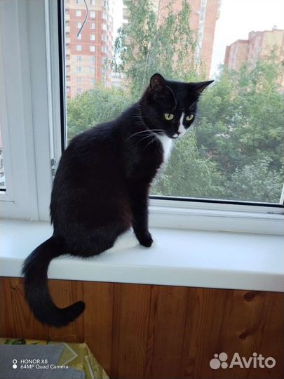 Кошки в добрые руки бесплатно