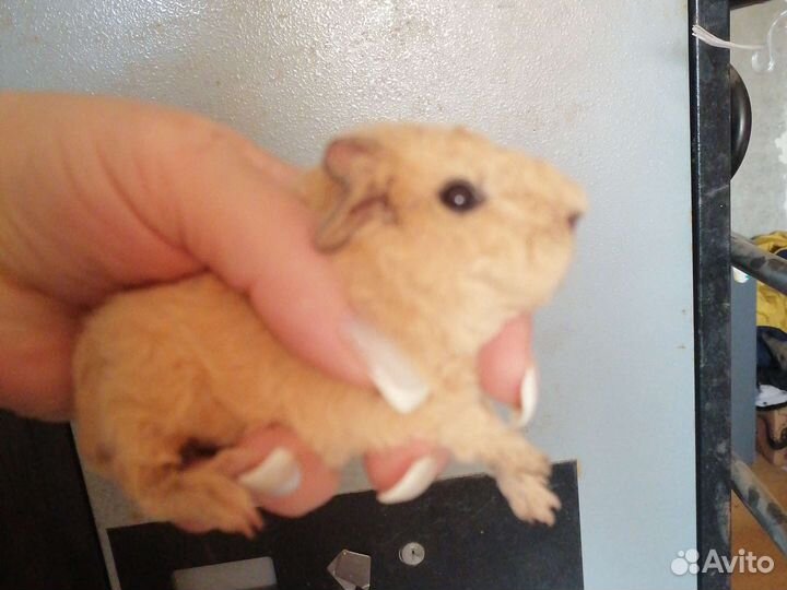 Морская свинка