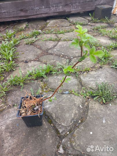 Малина сортовая