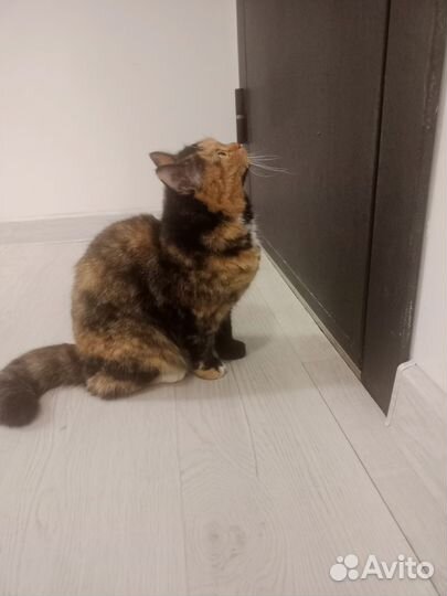 Кошка в дар