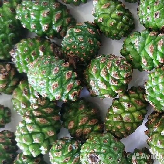 Шишки сосновые